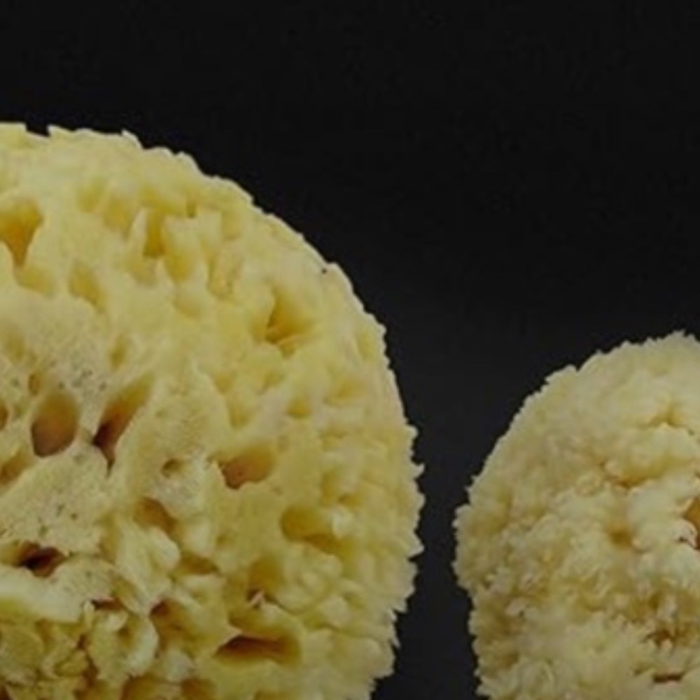 cosmetic organic Sea Sponges bath or cosmetics 2pc L + M Constantia Beauty